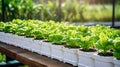 Many kinds of vegetables are in boxes, young and fresh vegetables salad growing garden farm plants