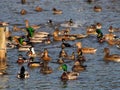Many kinds of waterfowls flocking together in a lake. Royalty Free Stock Photo