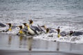 Many king penguins slide into shore on their stomachs full of food