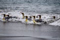 Many king penguins slide into shore on their stomachs full of food