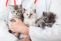 Many kittens cats in male vet doctor hands for check health, animal pets check up. Man holding hugging Little fluffy