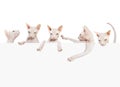 Many kittens don sphynx. Hairless cat with paper banner card isolated on white background Royalty Free Stock Photo