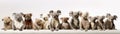 Many Koalas Sitting A Whitte Banner Background. Generative AI Royalty Free Stock Photo
