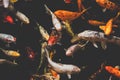 Many koi fish, japanese koi carp fishes Royalty Free Stock Photo