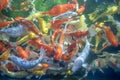 Many koi fish swim in the pond.shallow focus effect