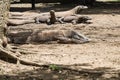 Many Komodo dragons in village in Rinca Island, Komodo National Park, Indonesia Royalty Free Stock Photo