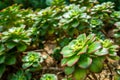 Many landscaping Echeveria agavoides Prolifera Carpet Echeveria vivid green succulent plant with attractive rosette and red leaf