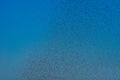 Many large cloud of mosquitoes Royalty Free Stock Photo