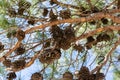 Many large cones on pine branches