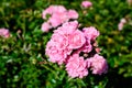 Many large and delicate vivid pink roses in full bloom in a summer garden, in direct sunlight, with blurred green leaves in the