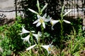 Many large delicate white flowers of Lilium or Lily plant in a British cottage style garden in a sunny summer day, beautiful Royalty Free Stock Photo