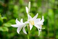 Many large delicate white flowers of Lilium or Lily plant in a British cottage style garden in a sunny summer day, beautiful Royalty Free Stock Photo