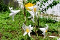 Many large delicate white flowers of Lilium or Lily plant in a British cottage style garden in a sunny summer day, beautiful