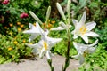 Many large delicate white flowers of Lilium or Lily plant in a British cottage style garden in a sunny summer day, beautiful Royalty Free Stock Photo