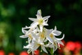 Many large delicate white flowers of Lilium or Lily plant in a British cottage style garden in a sunny summer day, beautiful