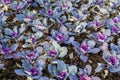 Many large fresh purple leaves of decorative kale or leaf cabbage in an organic garden, with small water drops in a rainy autumn Royalty Free Stock Photo