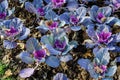 Many large fresh purple leaves of decorative kale or leaf cabbage in an organic garden, with small water drops in a rainy autumn Royalty Free Stock Photo