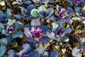 Many large fresh purple leaves of decorative kale or leaf cabbage in an organic garden, with small water drops in a rainy autumn Royalty Free Stock Photo