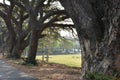 Many large rain trees grow along shady pathways.