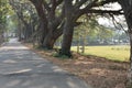 Many large rain trees grow along shady pathways.