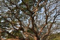 Many large rain trees grow along shady pathways.