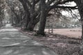 Many large rain trees grow along shady pathways.