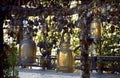 Many large and small bells are tied to a tree at the Buddhist Wat Phrathat Doi Tung. Chiang Rai province. Thailand.