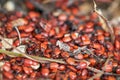 Many large and small, old and young fire bugs, Pyrrhocoridae Royalty Free Stock Photo