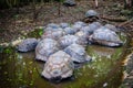 Many large tortoises in a pond