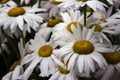 Many large white daisies with water drops after rain Royalty Free Stock Photo