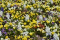 Many large white Hyacinth or Hyacinthus flowers in full bloom and small blue, yellow and red pansies in a garden in a sunny spring Royalty Free Stock Photo