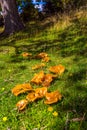 Many large yellow mushrooms