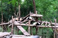 many Lazy panda lying in Chengdu, Sichuan, China