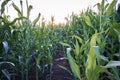 Many leaves of corn in the field close-up on the background of clouds. Selective focus Royalty Free Stock Photo