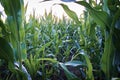 Many leaves of corn in the field close-up on the background of clouds. Selective focus Royalty Free Stock Photo