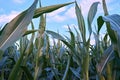 Many leaves of corn in the field close-up on the background of clouds. Selective focus Royalty Free Stock Photo