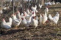 Many Leghorn chicken in a free range farming