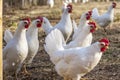 Many Leghorn chicken in a free range farming Royalty Free Stock Photo