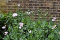 Many light pink poppy flowers and small green blooms and capsules in a British cottage style garden in a sunny summer day, beautif