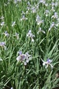 Many light violet flowers of butterfly iris Royalty Free Stock Photo