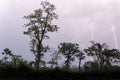 Many lightning strikes during dramatic thunderstorm with rain forest tree silhouettes in foreground, Cameroon, Africa Royalty Free Stock Photo