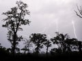 Many lightning strikes during dramatic thunderstorm with rain forest tree silhouettes in foreground, Cameroon, Africa Royalty Free Stock Photo