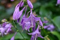 Many lilac flower buds of bluebells on green stems Royalty Free Stock Photo