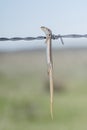 Many-lined Skink Plestiodon multivirgatus Impaled on Barbed Wire by a Shrike Royalty Free Stock Photo