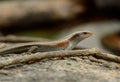 Many-lined Sun Skink (Mabuya multifasciata)