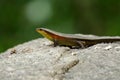 Many-lined Sun Skink Mabuya multifasciata