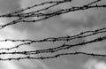 many lines of dangerous and sharp barbed wire Royalty Free Stock Photo