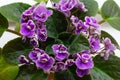 Many little blossoming african violet flowers saintpaulia in pot. Decoration for windowsill Royalty Free Stock Photo