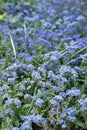 Many little blue forget me nots closeup