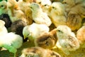 Many little chicken farm Royalty Free Stock Photo